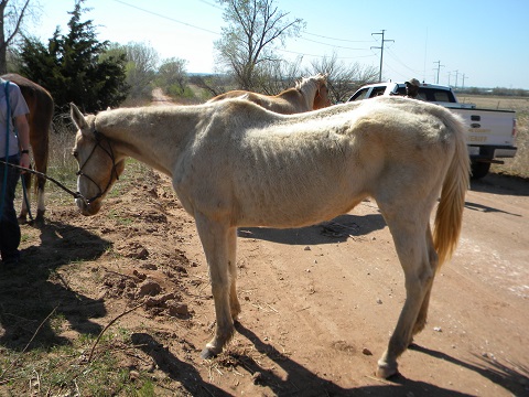 Apricot